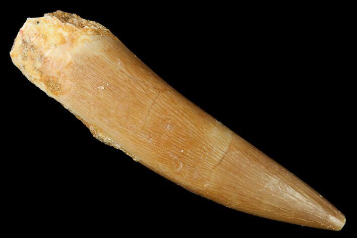 Fossil Plesiosaur (Zarafasaura) Tooth - Morocco #163750